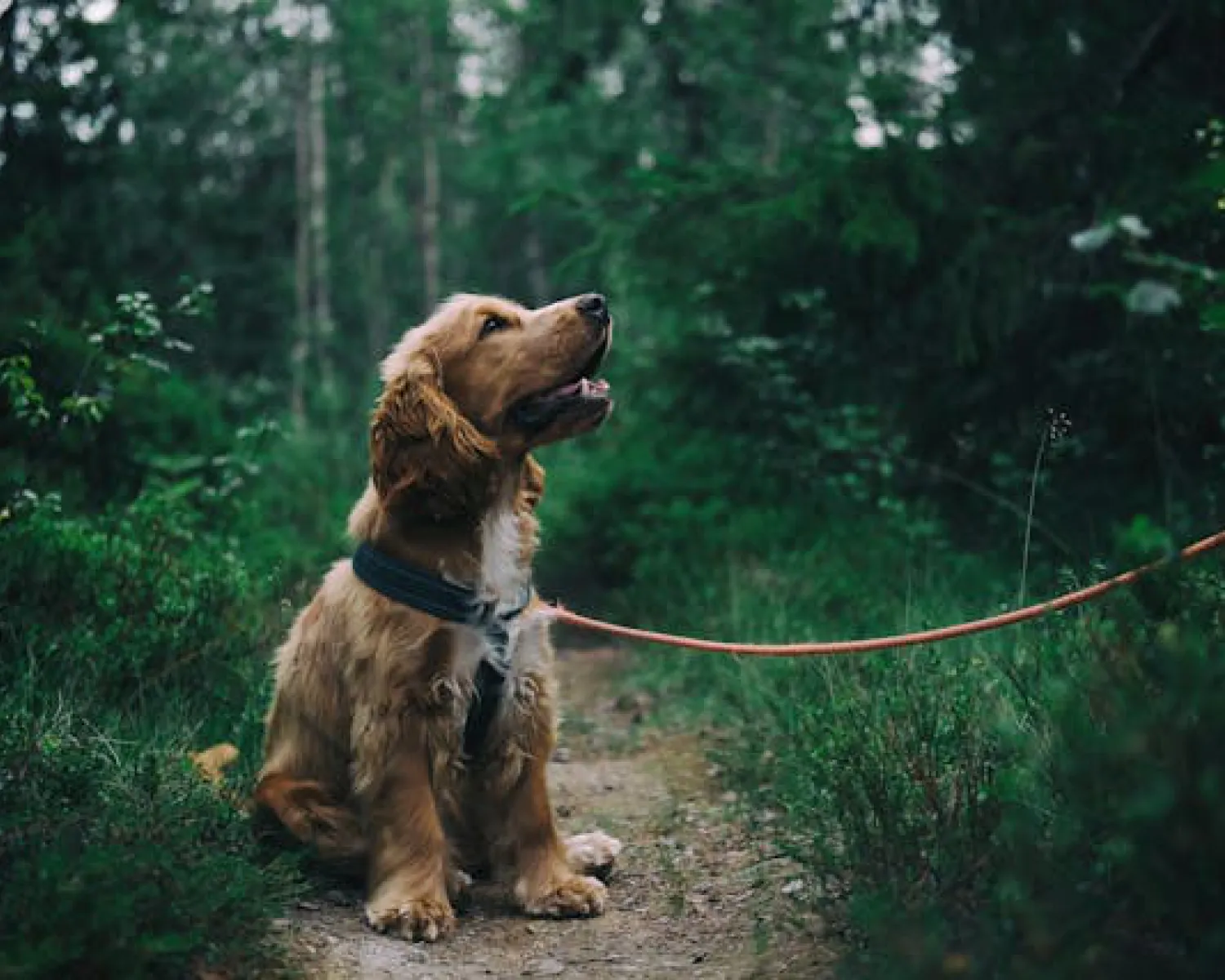 Onze aanpak Herdenkingsweide voor dieren