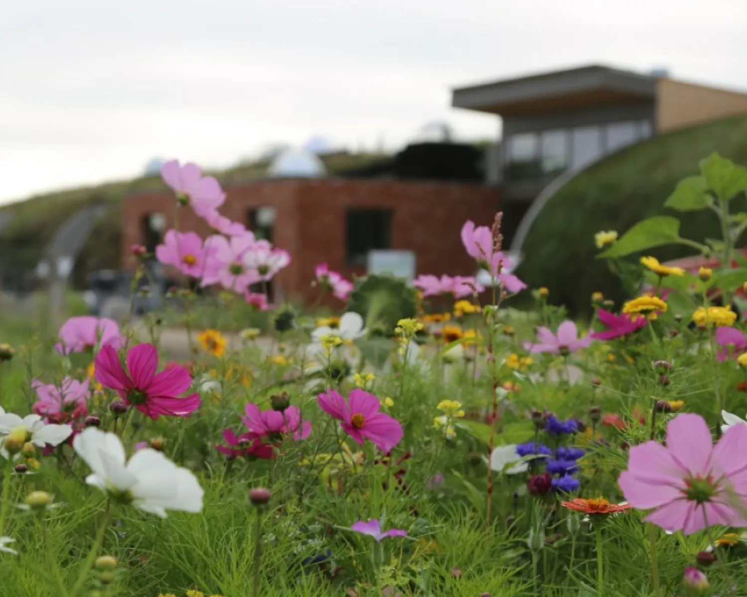 duneleed afscheid nemen van je huisdier op de munitiedepot te koksijde