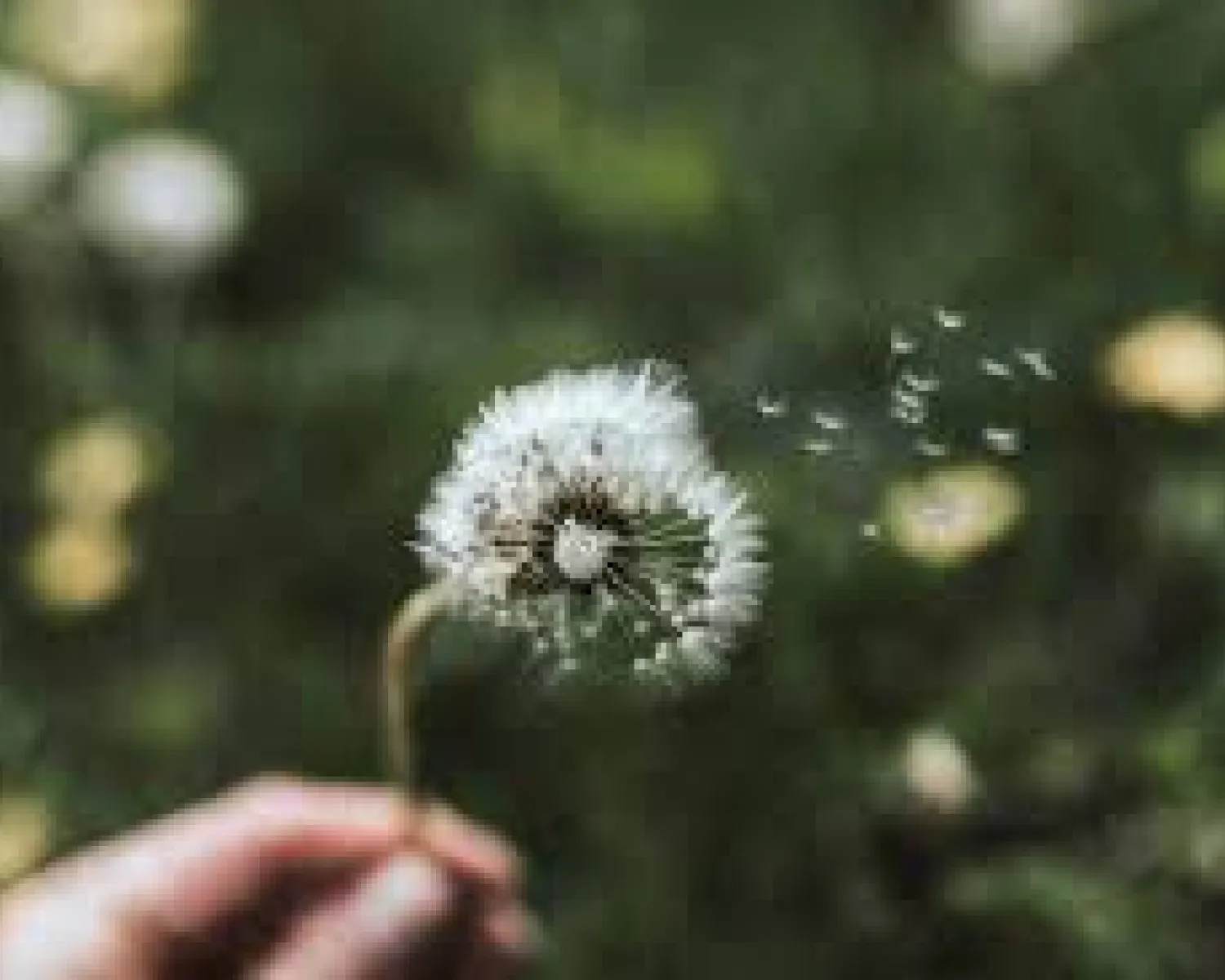 Een sereen afscheid van je huisdier in Duneleed te Koksijde