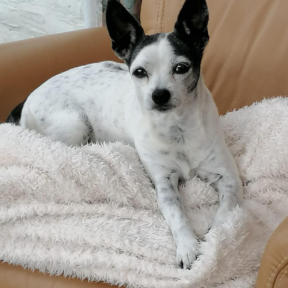 Rouwregister Herdenkingsweide voor dieren